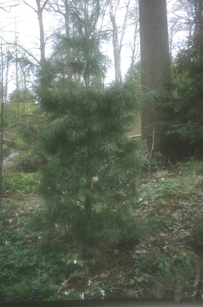 Plant photo of: Pinus strobiformis