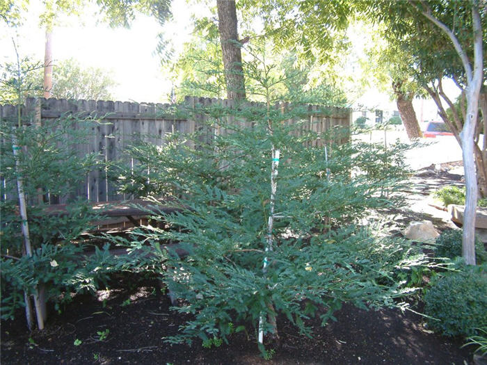 Sequoia sempervirens 'Aptos Blue'