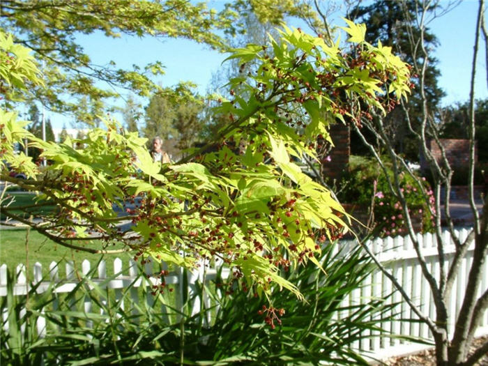 Plant photo of: Acer palmatum