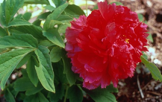 Paeonia 'Fire to Make Immortality