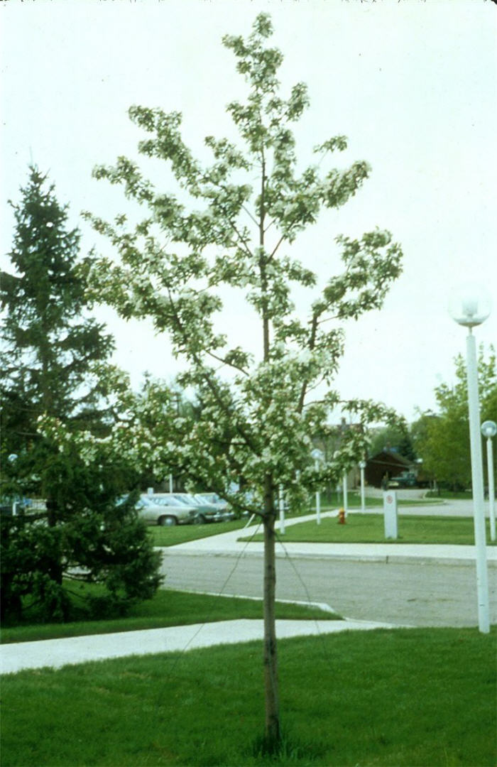 Gorgeous Crabapple