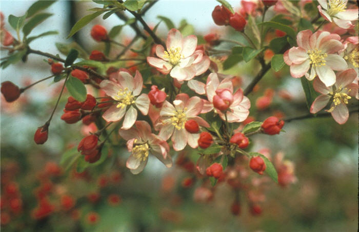 Plant photo of: Malus 'Hillier'