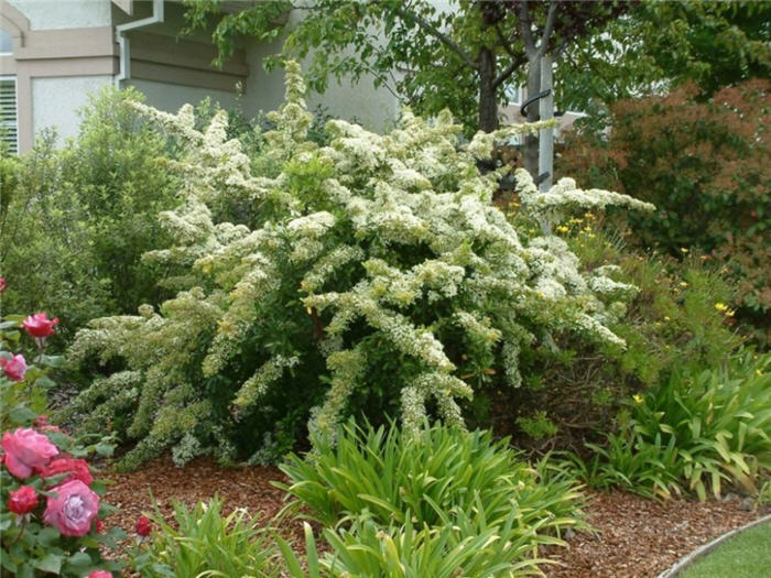 Pyracantha