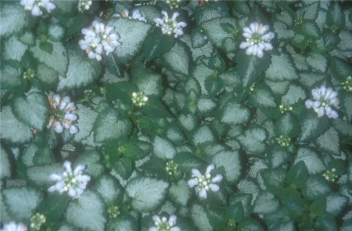 Plant photo of: Lamium maculatum 'White Nancy'