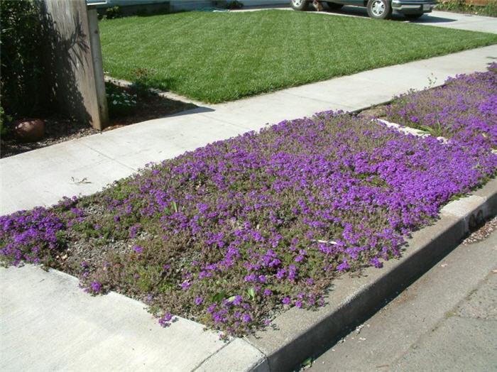 Plant photo of: Verbena peruviana 'Homestead Purple'