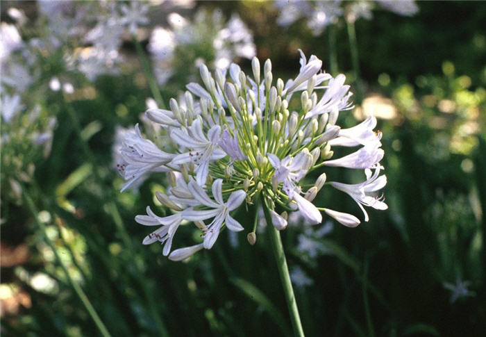 Agapanthus africanus 'Albus'