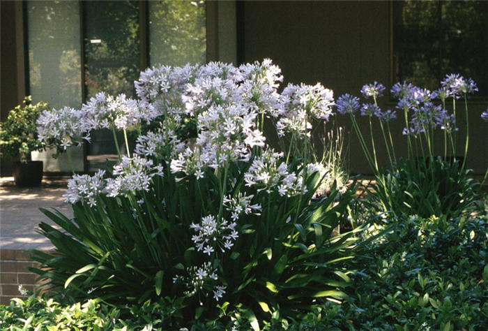 Plant photo of: Agapanthus africanus 'Albus'