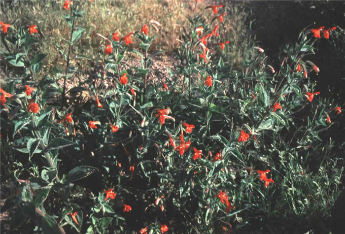 Plant photo of: Mimulus cardinalis