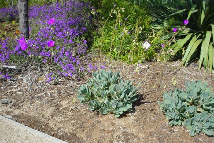 Plant photo of: Calandrinia grandiflora