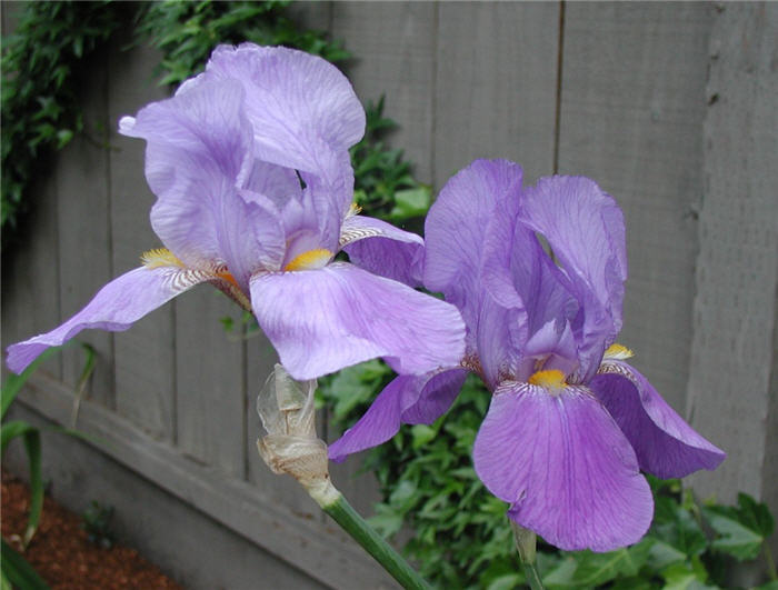 Breakers Bearded Iris