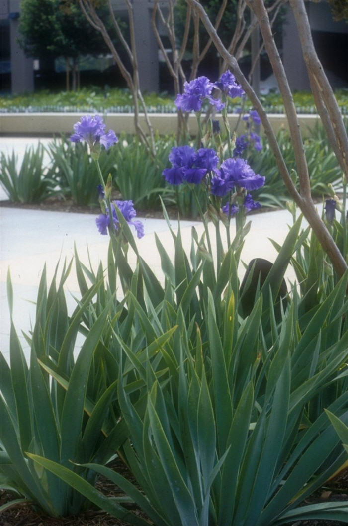 Plant photo of: Iris bearded 'Breakers'