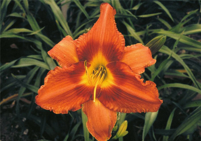 Plant photo of: Hemerocallis 'Gingerbread Man'