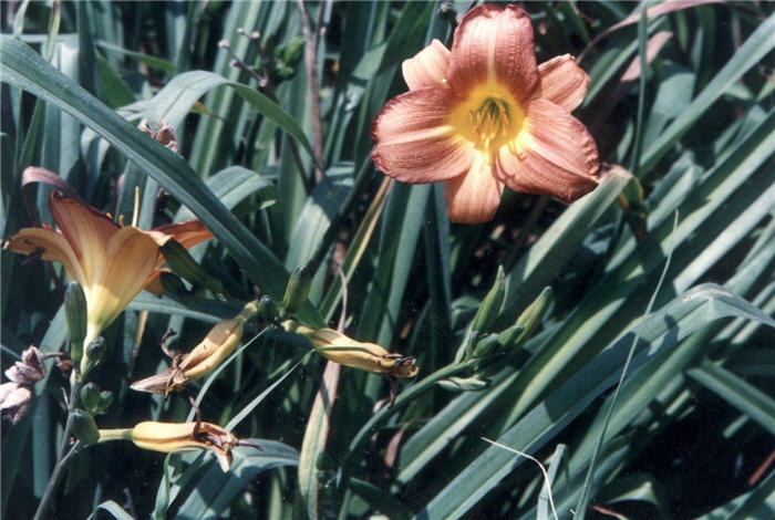 Plant photo of: Hemerocallis 'Terra Cotta Baby'