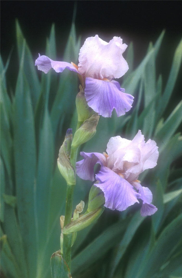 Heather Blush Bearded Iris