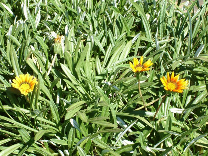 Plant photo of: Gazania 'Fiesta Red'