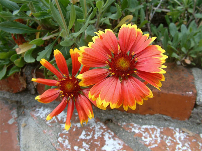 Plant photo of: Gaillardia grandiflora 'Monarch'