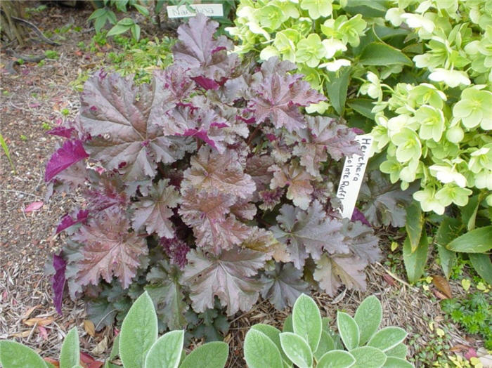 Plant photo of: Heuchera 'Chocolate Ruffles'