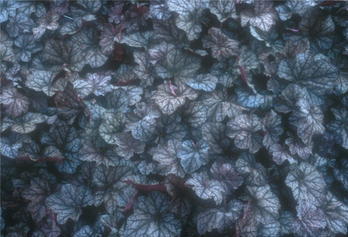 Heuchera 'Persian Carpet'