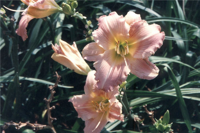 Plant photo of: Hemerocallis 'Silk & Heavy'