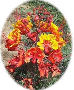 Plant photo of: Caesalpinia pulcherrima