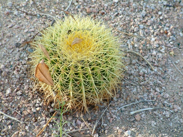 Plant photo of: Echinocactus grusonii