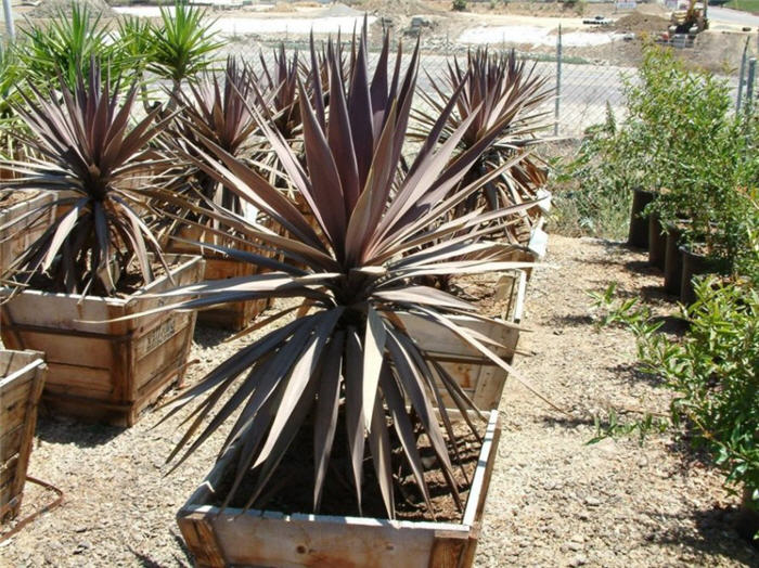 Plant photo of: Cordyline baueri