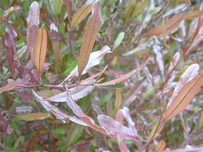 Plant photo of: Dodonaea viscosa 'Purpurea'