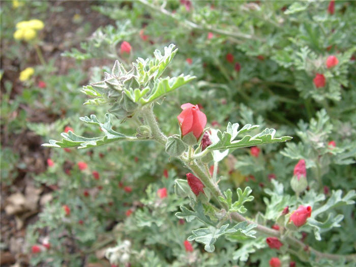 Plant photo of: Sphaeralcea ambigua