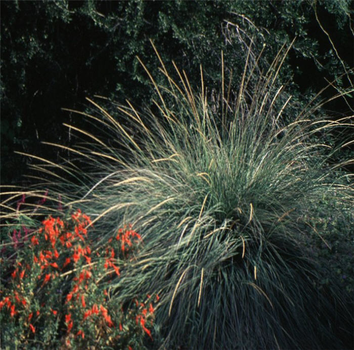 Plant photo of: Muhlenbergia rigens