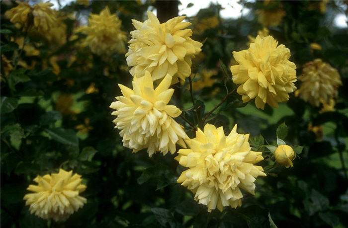 Climbing Rose