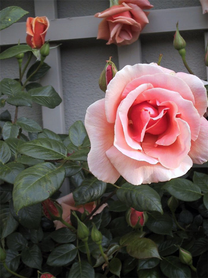 Climbing Rose