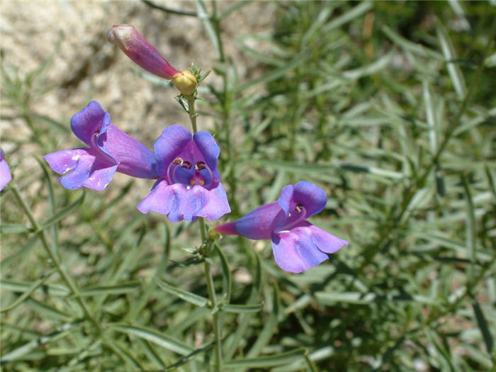 Plant photo of: Penstemon heterophyllus