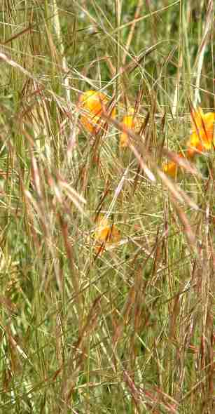 Stipa pulchra