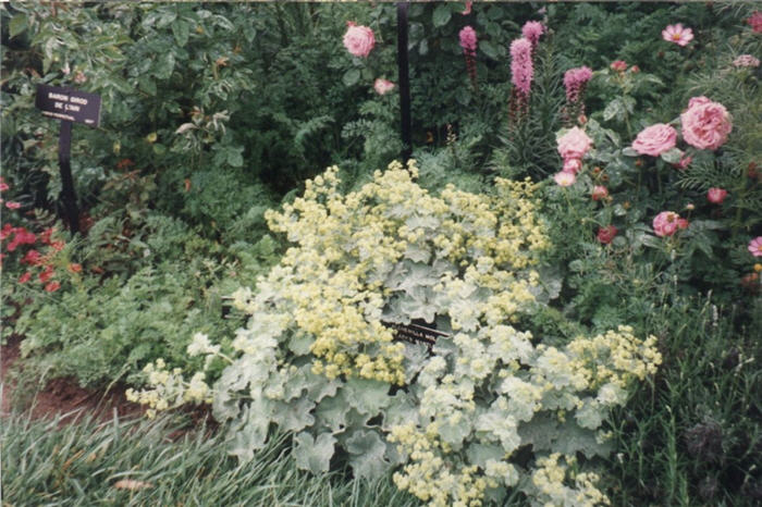 Plant photo of: Alchemilla mollis