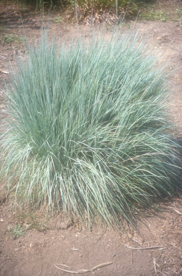 Plant photo of: Schizachyrium scoparium 'The Blues'