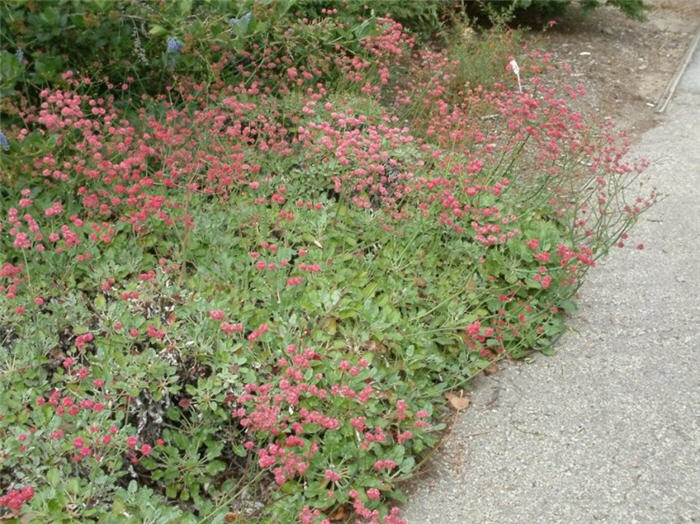 Plant photo of: Eriogonum grande rubescens