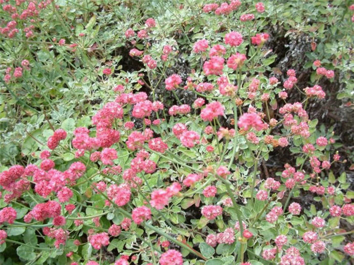 Plant photo of: Eriogonum grande rubescens