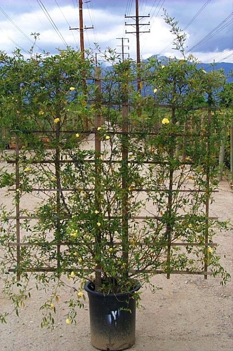 Plant photo of: Rosa banksiae lutea