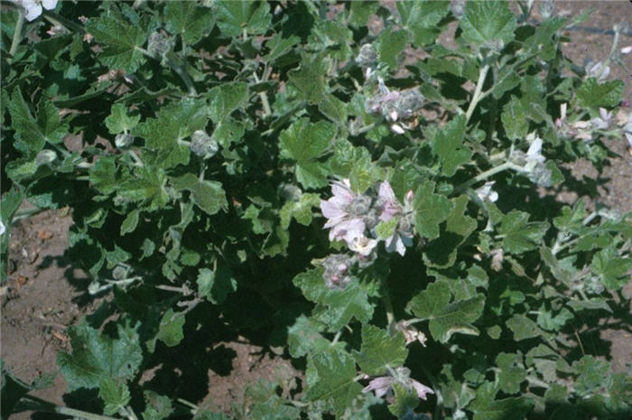 Plant photo of: Malacothamnus fasciculatus