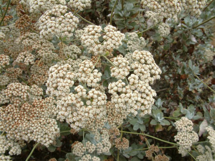 Plant photo of: Eriogonum giganteum