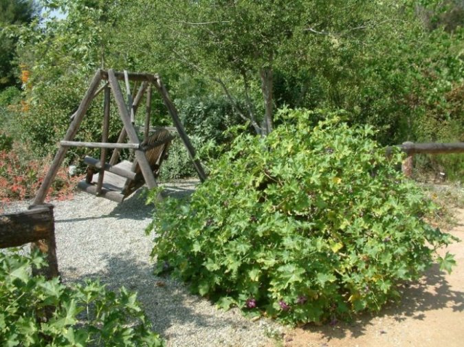 Plant photo of: Lavatera assurgentiflora