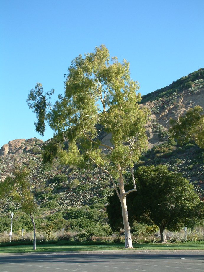 Plant photo of: Eucalyptus citriodora