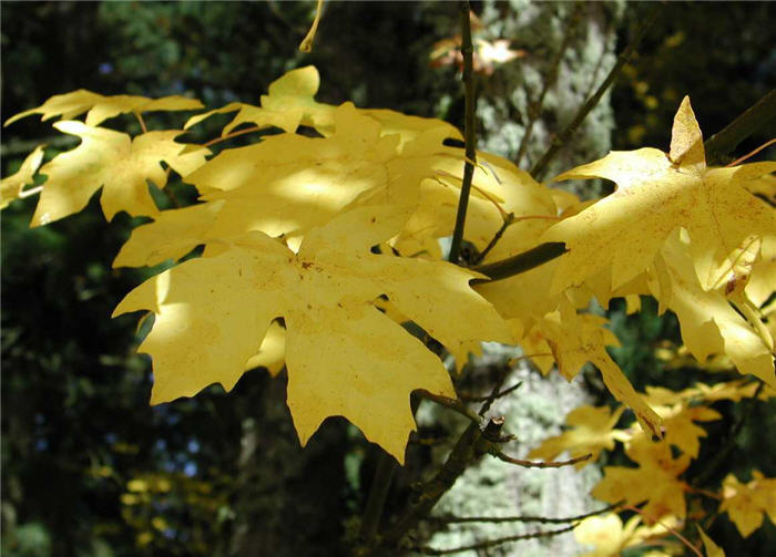 Plant photo of: Acer macrophyllum