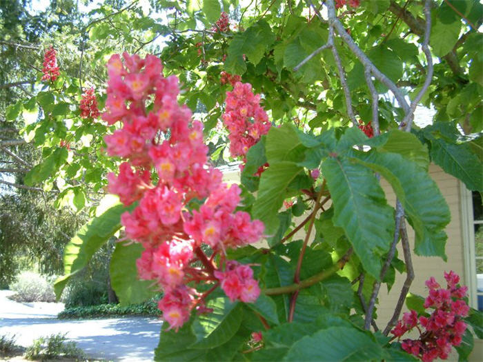 Plant photo of: Aesculus X carnea 'Fort McNair'