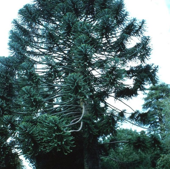 Araucaria araucana