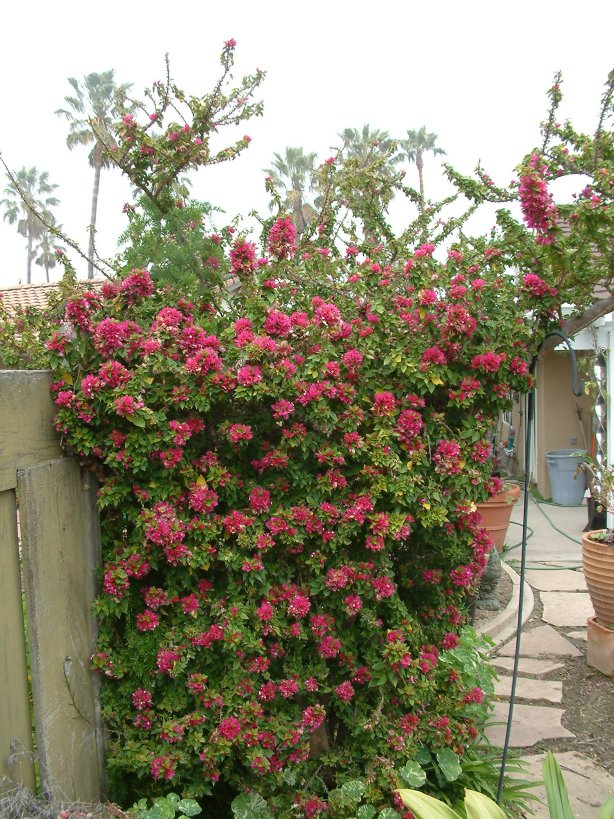 Plant photo of: Bougainvillea spectabilis 'Torch Glow'