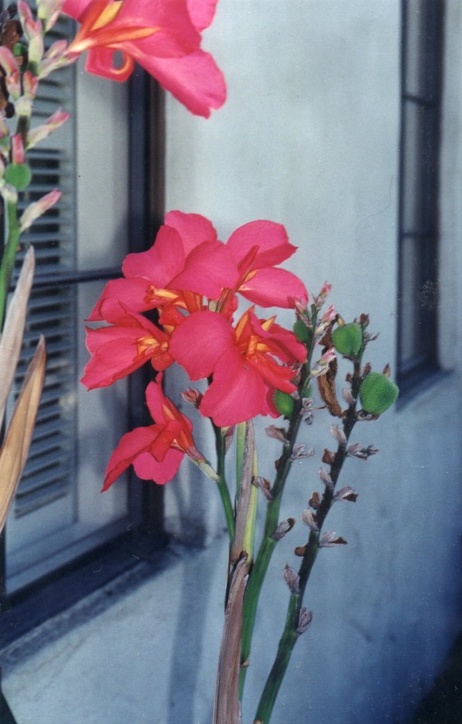 Plant photo of: Canna X generalis Assorted Varieties