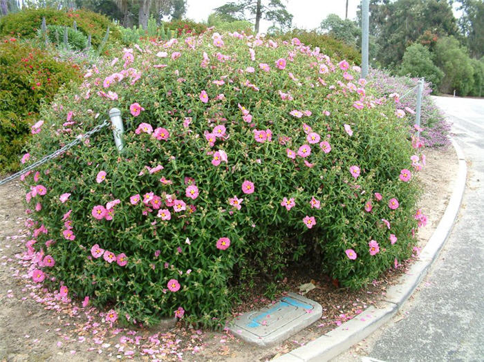 Plant photo of: Cistus X purpureus