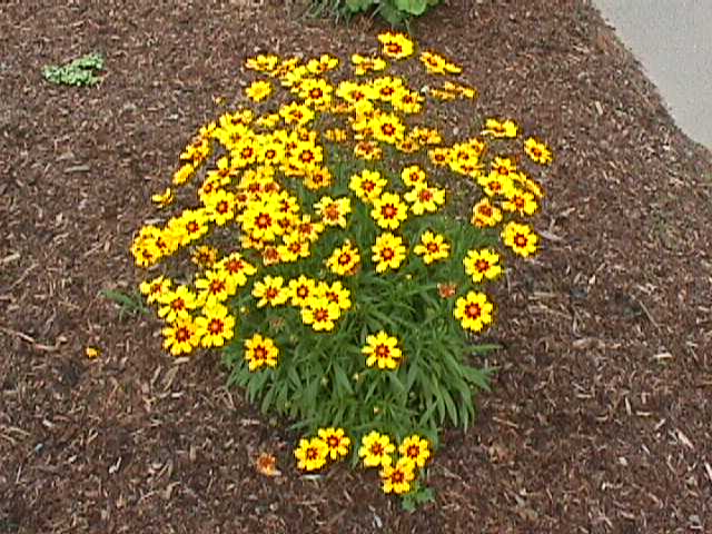 Plant photo of: Coreopsis grandiflora 'Sun Ray'