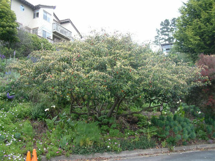 Plant photo of: Cotoneaster lacteus